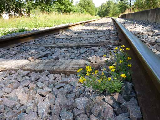 Färgskålarna placerades i brynet vid en liten slåtteräng i Krökersrud.