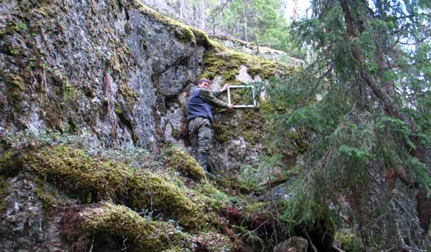 granar kan påverka laven. Framtida fotoövervakningar kan ge svar på hur jättesköldlaven påverkas av detta.