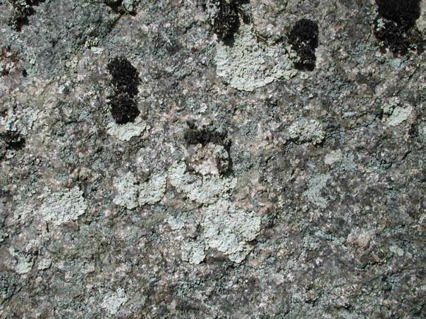 Clypeococcum hypocenomycis: på flarnlav Hypocenomyce scalaris på tall i område 1 Collema fragrans rosettgelélav (starkt hotad EN): på gammalt träd av Malus baccata i område 3 Diploschistes scruposus