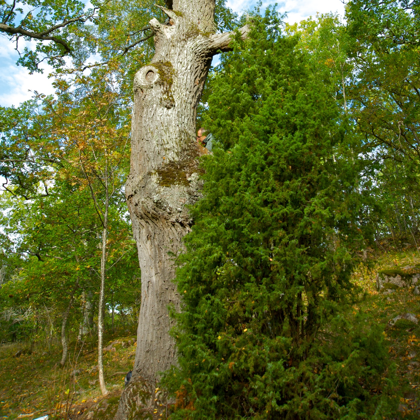 SÖDERTÖRNS EKAR kryptogaminventering Biodiverseken i naturreservatet Parkudden Lövsta Beskrivning : Södertäljes ek växer i en sydslutning i naturreservatet Parkudden Lövsta.