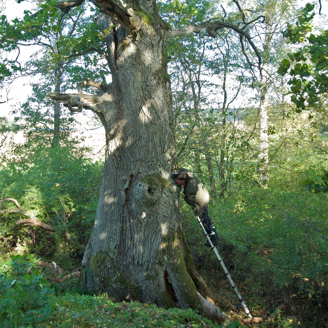 SÖDERTÖRNS EKAR kryptogaminventering Biodiverseken på Gålö kurrensen med andra träd. Närheten till vattnet gör att fuktighetsgraden ökar vilket är gynnsamt för lavfloran.