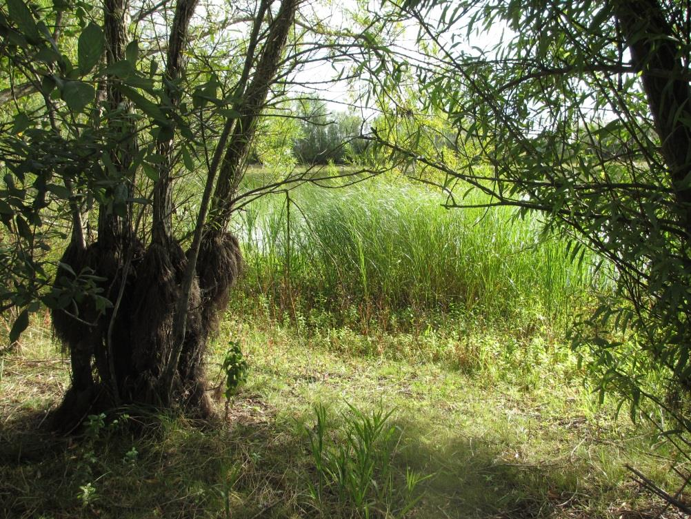 Höjeåprojektet Bottenfauna Slutsatser Etableringen av bottenfauna var snabb. Många arter kom till dammarna redan första året. Artrikedomen var stor.