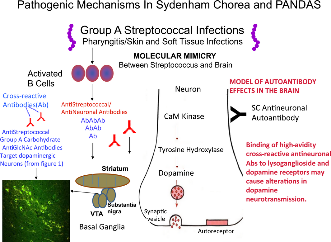 Autoimmunity against dopamine receptors in neuropsychiatric and movement disorders: a review of Sydenham chorea and beyond