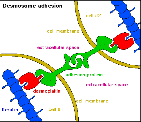 By OpenStax - https://cnx.org/contents/fptk1zmh@8.25:fei3c8ot@10/preface, CC BY 4.0, https://commons.wikimedia.org/w/index.php?curid=30015048 Ovan kan ni se hur hjärtmuskelcellerna grenar sig.