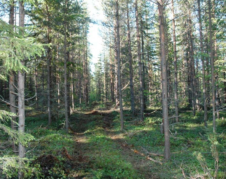 För omräkning mellan torrvikt och fastvolym användes ett generellt värde på torr-rådensitet av 500 kg TS/m 3 f, enligt Hakkila (1978). Figur 2.