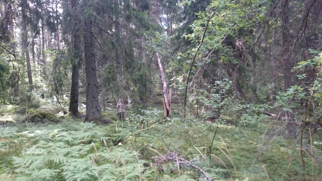 Område nr 8- Barrskog Naturvärdesklass 4 - Visst naturvärde Beskrivning: Flerskiktad naturlik barrblandskog med grova granar (> 80 år) närmast elljusspåret.