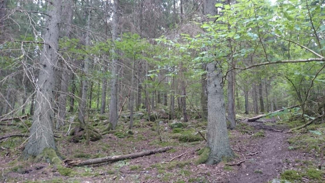 Område nr 25 - Betesmark Naturvärdesklass 2 - Högt naturvärde Beskrivning: Välbetad betesmark med tillhörande skogsbete. Grova aspar och granar. Rikligt med hassel. Aktivt bete.