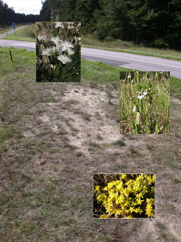 Inventering av sandstäpp i Everöd Inventeringsmetodik och fördjupade vegetationsstudier, höstterminen 2006 Malin Jönsson, Jeanette