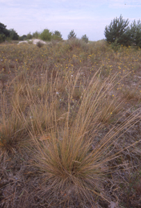 I sandstäppen vid Everöd växer den ovanliga underarten uddögontröst. Sandsvingel (Festuca polesica) Detta är ett annat gräs som ofta förekommer på sandstäpp.