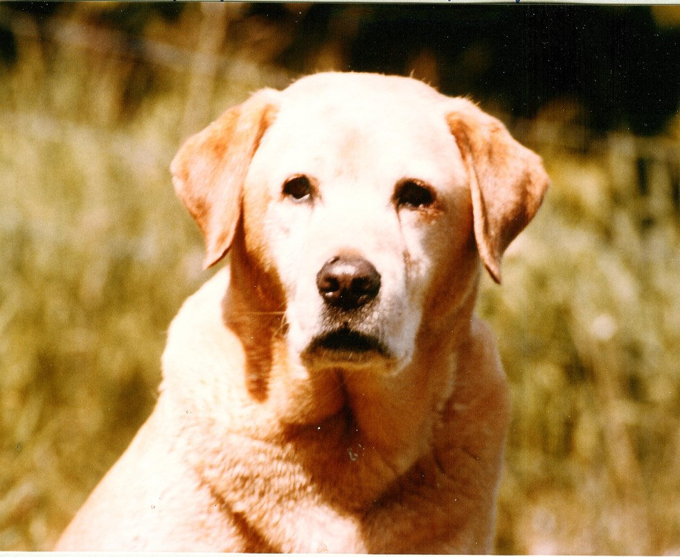 Verksamhetsberättelse för Labrador