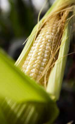 FODERMAJS Fodermajs som komplement Eftersom majsstärkelse bryts ned långsammare än stärkelse från spannmål, är majsensilage ett bra komplement i en traditionell ekologisk foderstat som annars består