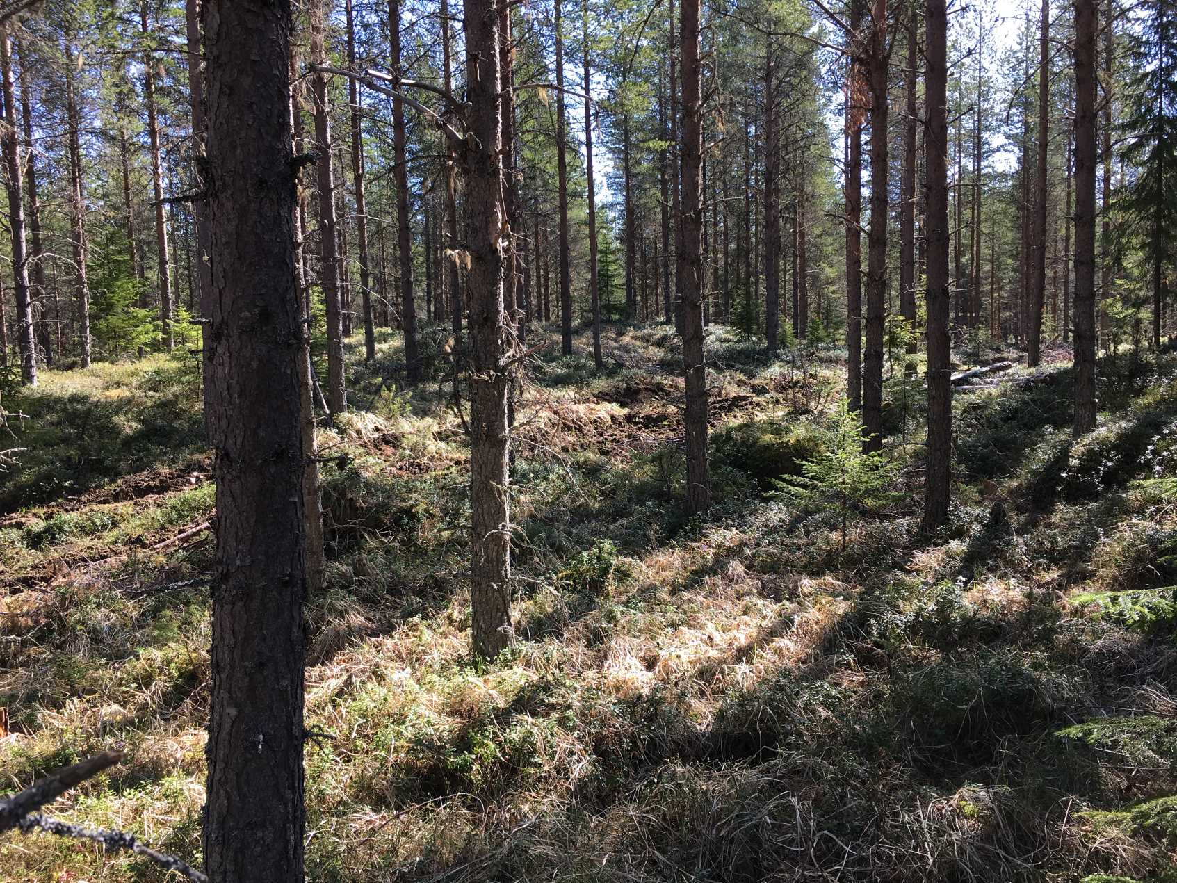 Skog och jakt i Jämtland