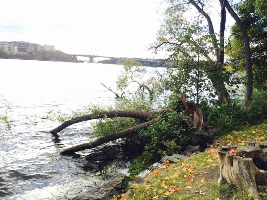 Pilträd vid Bergsunds strand i södra Stockholm.