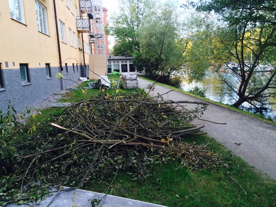 Träden bör bevaras för att livet under och över