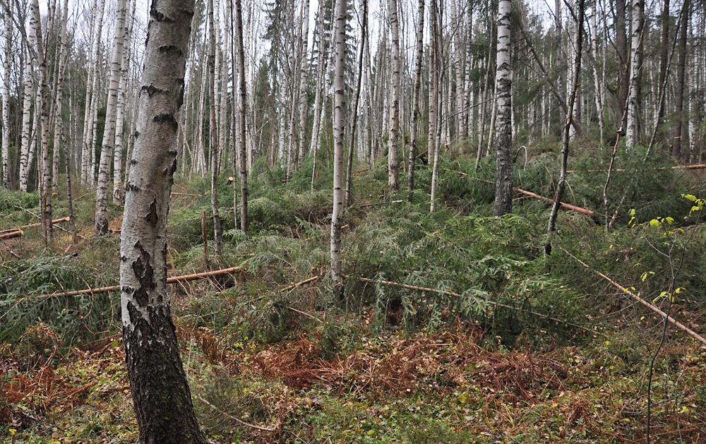 Arealstöd Foto Fredrik Wide Målet är att nå 19 000 hektar