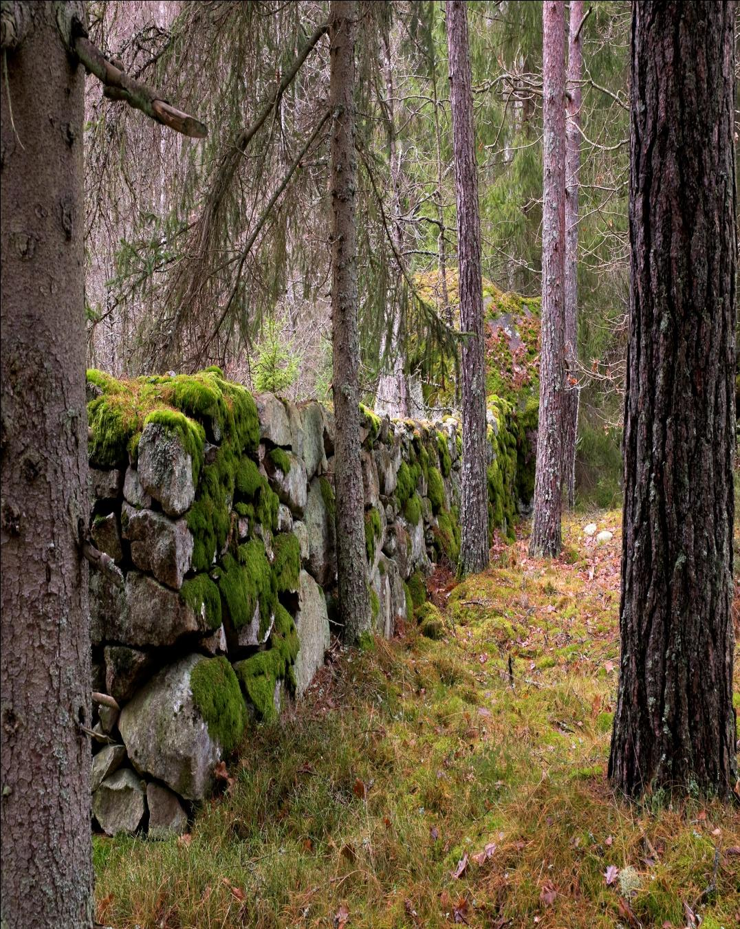 Röjning, rensning och utmärkning av stig eller vandringsled (975 kr/100 meter)