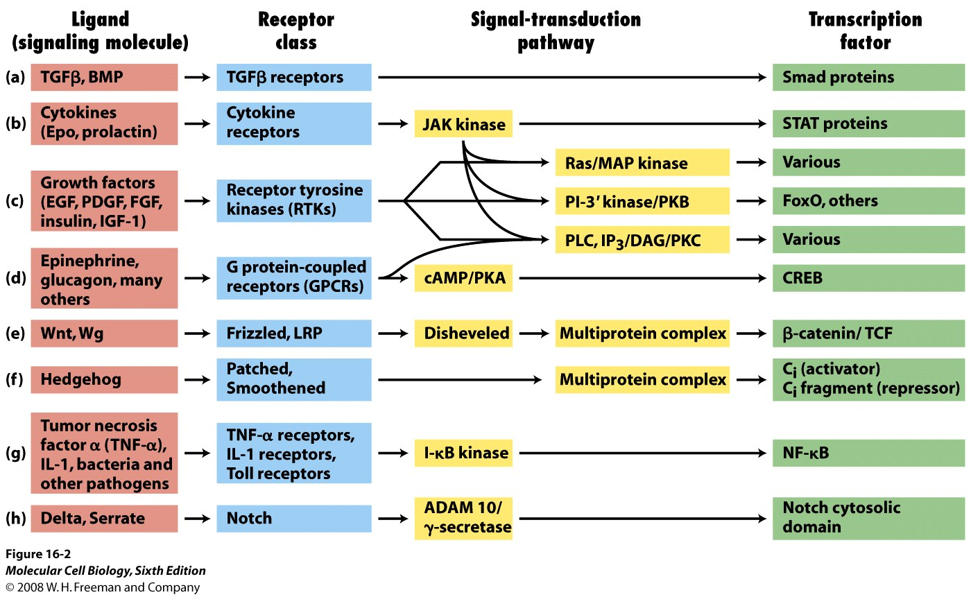 Parallella MAPK kaskader MAP kinas (Erk1) kaskaden Jnk1 (SAP kinas, stress activated protein) kaskaden (Erk 5 kaskaden) p38 kinas kaskaden Ex.