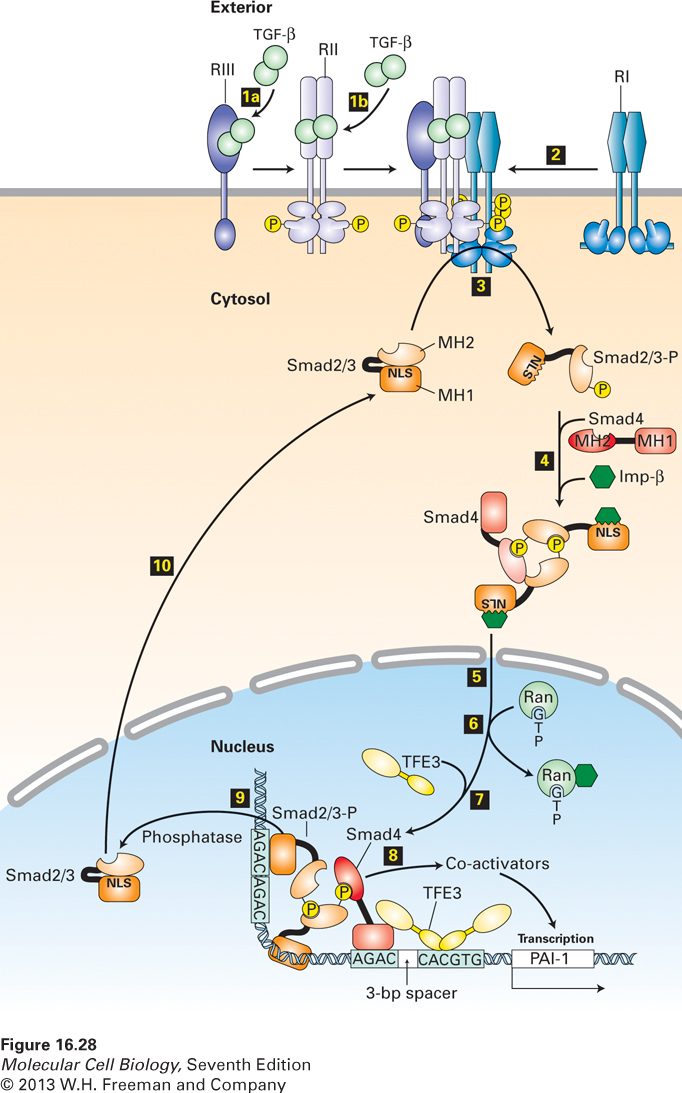 Ser-Thr-kinasreceptorer Signalmolekyler = TGF-ß superfamiljen» TGF-ßs, BMPs, GDFs, Aktivin, Receptor = TGF-ß receptor familjen,» 3 olika receptorer RI, RII, RIII Aktiverad signalväg = Fosforylering