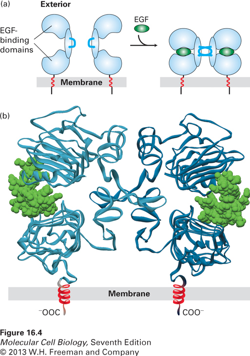 Två typer av receptor med tyrosin kinas aktivitet Receptor tyrosinkinaser (RTK) (~58st) Receptorer som använder cytosoliska tyrosinkinaser (= non-receptor tyrosin kinas, ~32st) Tyrosinkinaser i