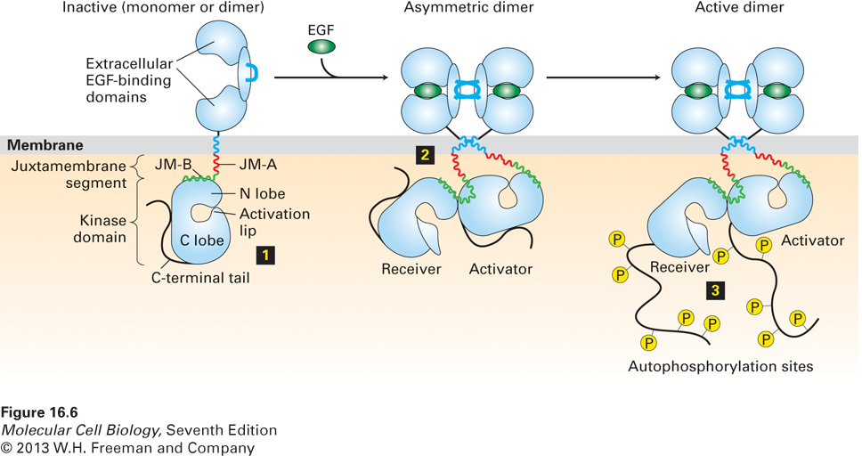 Ligand-inducerad dimerisering och autofosforylering 1.