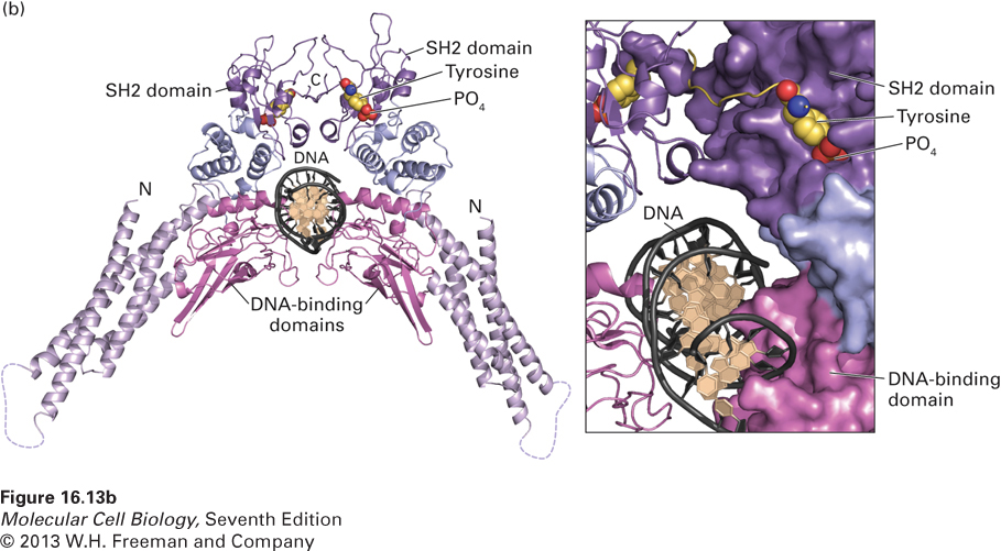 Cytosoliska tyrosinkinas 30-tal kinaser i 11 familjer Ex: Src familjen: Src, es, Fyn etc. JAK familjen (Janus kinas): Jak1-3, Tyk Abl m fl.