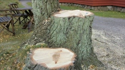 Ur säkerhetssynpunkt var det nödvändigt att före höststormarna ta bort en del stora träd som p.g.a. röta i stammarna utgjorde en fara för både människor och byggnader.