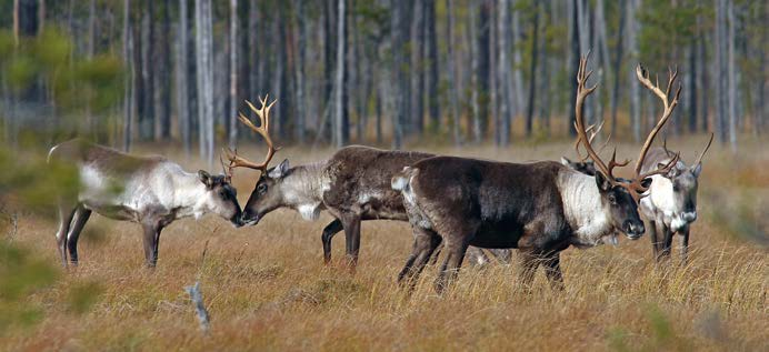 De som frivilligt kontrollerar rovfågelreden i hela Finland fick Forststyrelsens naturtjänsters utmärkelse Årets naturfrivillig 2013. Priset mottogs av den långvariga kungsörnsmannen Jarmo Ahtinen.