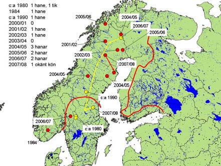 Bilaga 1:1 skandinavisk hona i Gävleborgs län. Paret fick sin första kull där sommaren 2008.