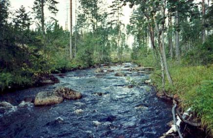 6.1 Gopån, uppströms Lingan ARO: Hamrångeån Ockelbo NO FVO Vattenvegetation Vattenvegetationen i denna del av Gopån är relativt sparsam (Figur 6.1.4).