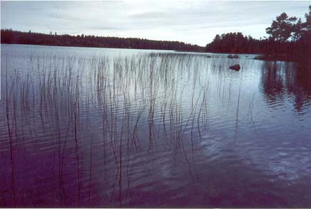 Bilaga, utdrag ur Gävle fiskeplan, Murån. I dagsläget kan Murån teoretiskt producera omkring 65 smolt/år. Vid utförda åtgärder ökar siffran till cirka 1 smolt/år.