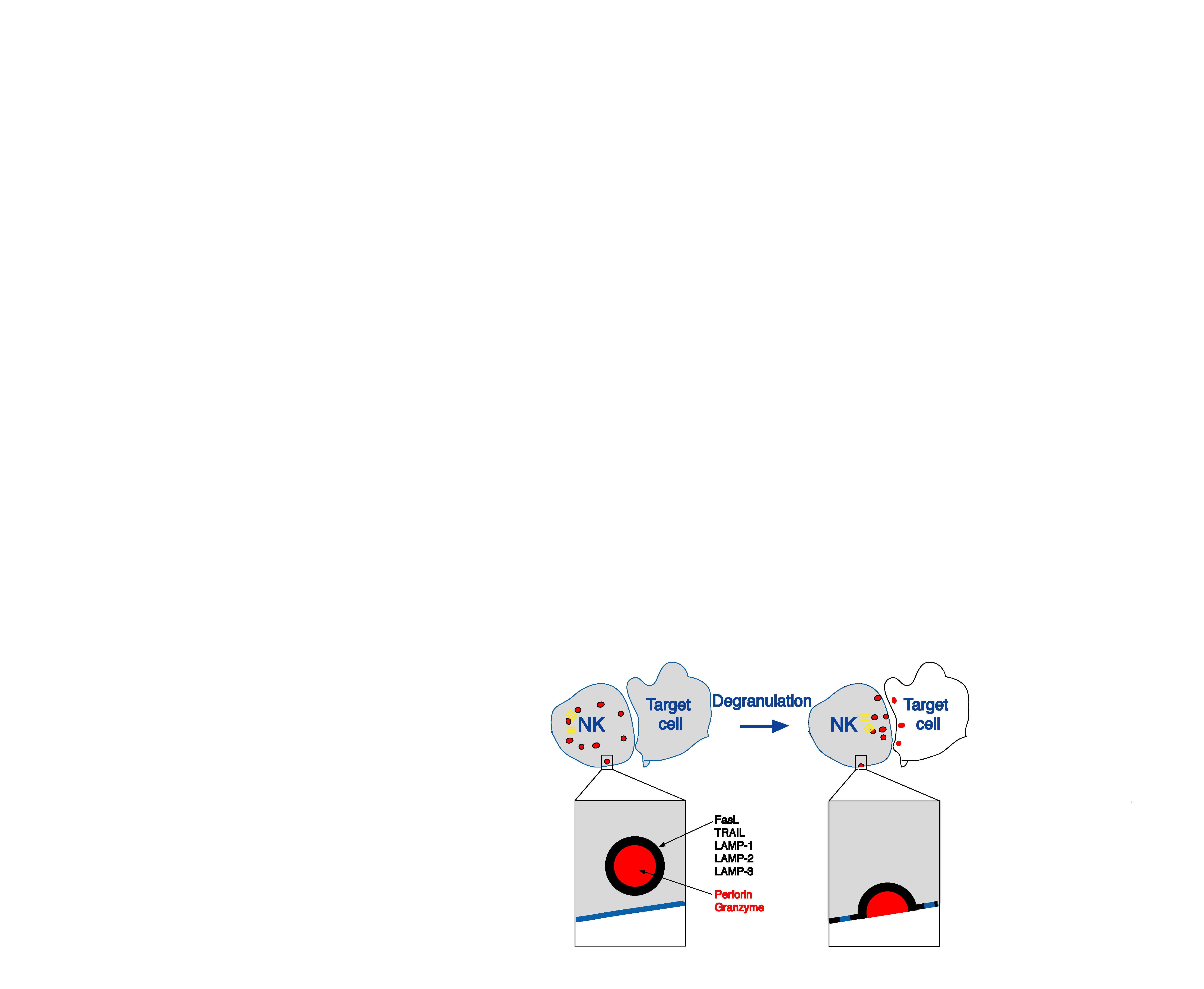 Diagnostic assays for evaluation of lymphocyte cytotoxic function Target cell lysis Induction of LAMP-1/CD107a plasma membrane Release of 51 Cr from radioactive labeled target cells as a measure of