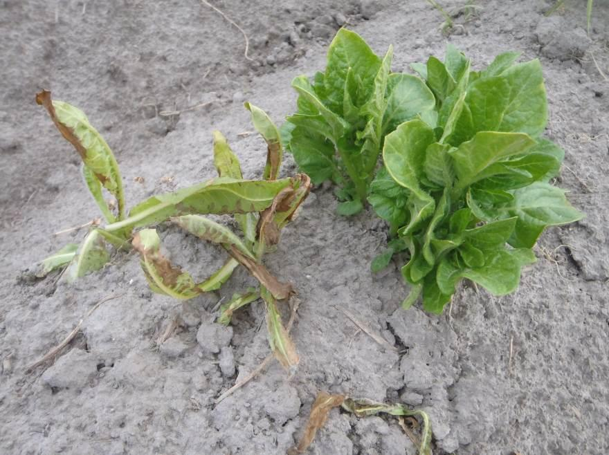 Cikoria i en gröngödslingsvall kan komma som ogräs i efterföljande potatis. Fotot är taget 6 juni och visar ett sådant fält.