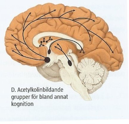 Dagens föreläsning Introduktion till Parkinson s sjukdom Epidemiologi Patogenes Kliniska symtom motoriska symtom och behandling