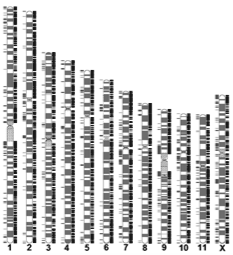 Dele*oner och/eller duplika*oner i friska individer (~8400 normal varianter i genomet finns beskrivna) Copy Number Variations - CNV v Kända mikrodeletionssyndrom v 22q11 deletionssyndromet (DiGeorge)