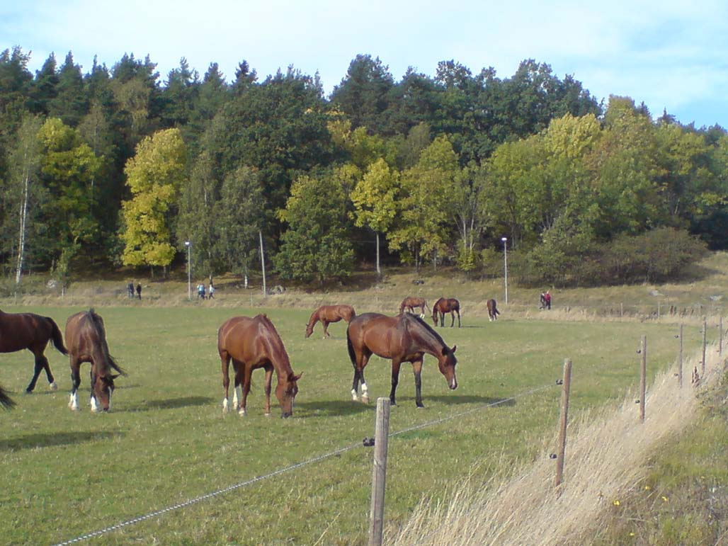 Hästar och ponnyer Under året har vi haft otur med många skadade hästar och varit tvungna att ta bort Fibi, Kobyachi, Logo Sartor, Tango, Val D Isère, Wischer, Oramé och Max.