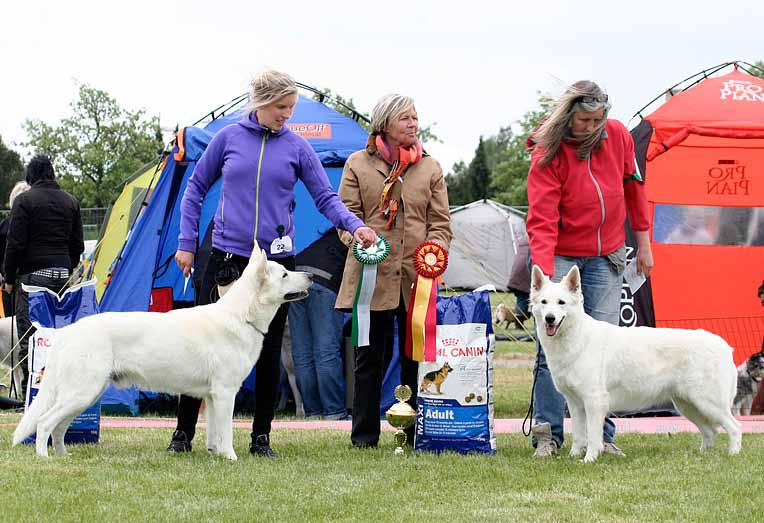 Rasspecial 2012 Grattis, BIS-1 och BIR Barvestad s Cheops of Giza, ägare Annicka Barvestad. BIS-2 och BIM Sunnantorps Gilroy Gibson, ägare Linda Andersson. Domare Ann-Chatrine Edoff.