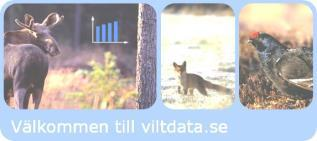 Svenska Jägareförbundets viltövervakning Avskjutningsstatistiken har samlats in sedan 1939 Sedan 1960 är statistiken uppdelad länsvis 1995 togs beslut om att utveckla avskjutningsstatistiken