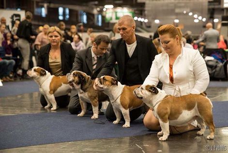 Immun. Uppf. Ewa Bewick. Ägare Magnus Eriksson BÄSTA UPPFÖDARGRUPP MED HP: Kennel La Floredita.