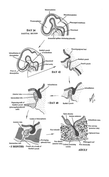 Hypofysembryologi Förtjockning av ektoderm i orofarynx början på utveckling Dll en adenohypofys Fördjupning bildar Rathkes ficka Inbuktning av diencefalon (golvet i 3:e