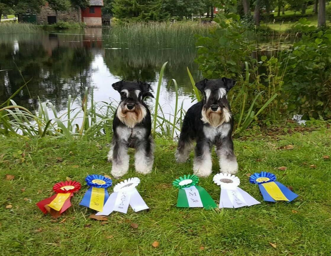 År 2016 2-3/12 Stockholm Vinnarutställning Itsi - Amorras Iprinsessa Itsi - 4 BT o 2 BT med Cert Jojje - Amorras Jäklaranamma Jojje - Excellent Ukk 3 Märta - Amorras Gudomliga Gabo - Excellent Ökk 2a