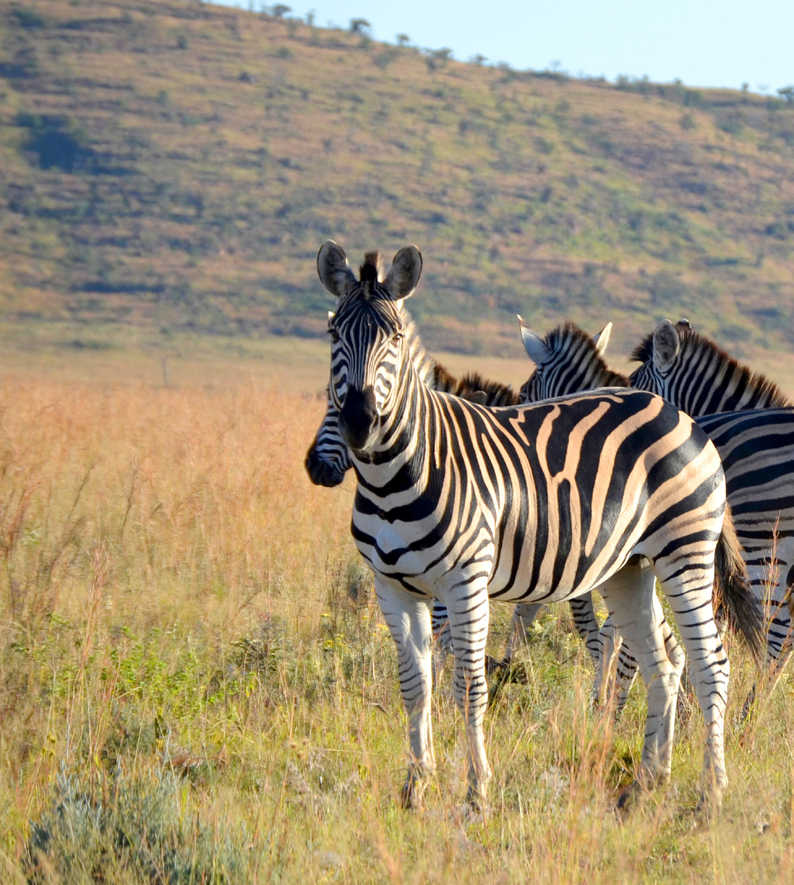 HELPENSION & UTVALDA SAFARIS INGÅR SYDAFRIKA SEBATANA LODGE / FEMSTJÄRNIG LODGE INKL.