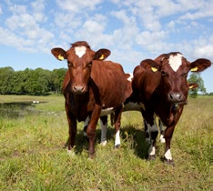 Division Energi Lantmännen Agroetanol Lantmännen Agroetanol är ett storskaligt bioraffinaderi som med spannmål som huvudsaklig bas förädlar den förnybara råvaran till produkter som kan ersätta