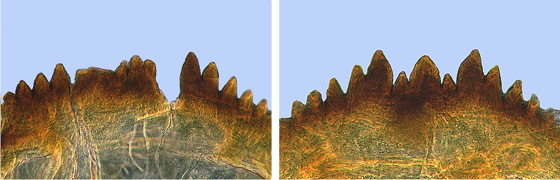 Figur 28. Mentum av Chironomus sp. Bilden till vänster skadad mundel, bilden till höger normal mundel.