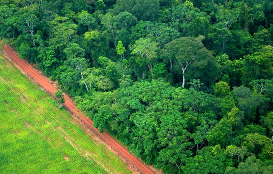 Focali Forest, climate & livelihood research network Svenskt multidisciplinärt forskarnätverk med fokus på