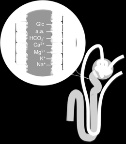 Tubuli Proximala tubuli Ämne Reabsorption i prox.