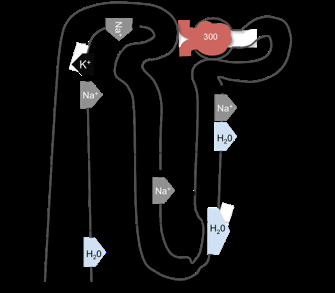 Tubuli Vattenutsöndring & osmolalitet Osmolalitet Antalet lösta partiklar (osmoler) per kg lösningsmedel (vatten) P-osmolalitet [mosmol/kgh 2 O] = 2 Na + + Glc + Urea Normalt