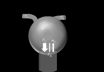 GFR Den glomerulära filtrationshastigheten (GFR) bestäms av: GFR = K f (P C - P B - π C ) RBF K f filtrationskoefficienten (permeabilitet) P C hydrauliskt tryck i glomerulikapillären P B hydrauliskt