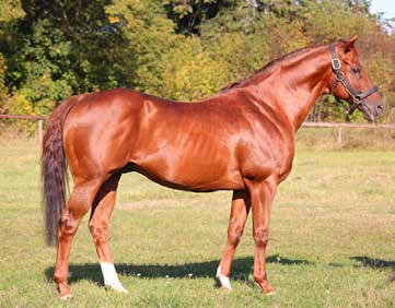 Eishin Dunkirk (USA) USA9701661. Fux 1997, 157-20 cm, uppfödd av Brushwood Stable, Kentucky. Ägare Rävdansens Stuteri. Tecken: Stjärn. VF Vit kota och kotled VB. Vit halvstrumpa.