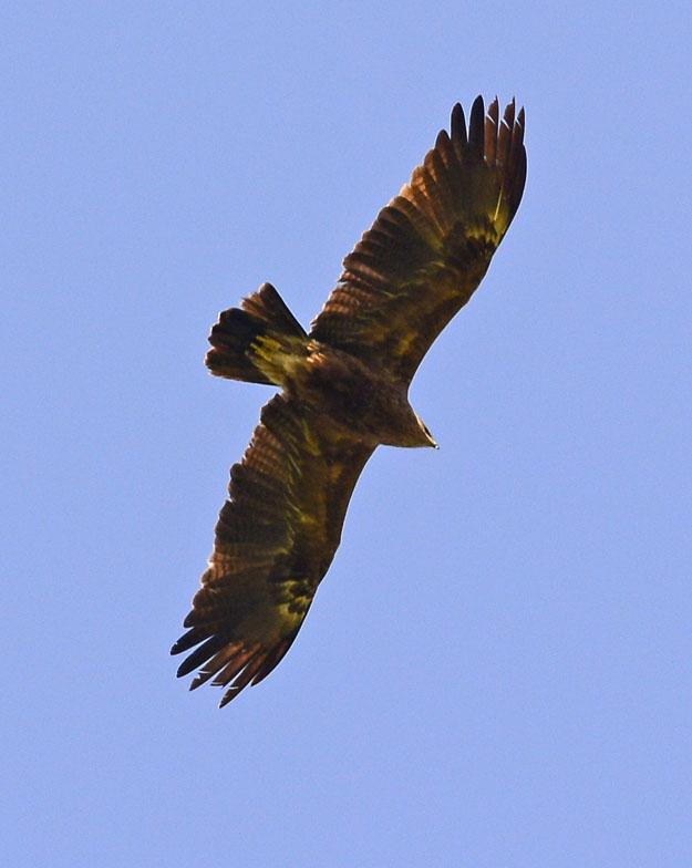 18 Svart stork Ciconia nigra 2 Bundre 27.5, 2 Mscichy 28.5, 1 Goniadz 28.5, 2 längs vägen 28.5, 2 Kapice 29.5 och 1 Vandringsled Wolka Pieseczna 29.