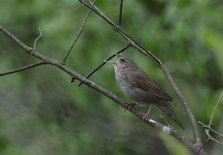 RESEDAGBOK 24 maj Efter knappt 25 mil från Warszawa nådde vi vårt boende Gawra i Bialowieza. Så fort vi kom ut på landet började vita storkar dyka upp. Det är fantastiskt att kunna se så många!